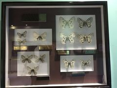 -上海昆虫博物馆