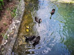 -长白岛森林公园