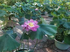 -莲花池公园
