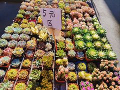 -哈尔滨道外花鸟鱼市场