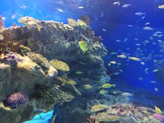 -海合安成都极地海洋公园