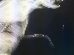 -申普宠物医院·心脏介入·心血管微创(总院)