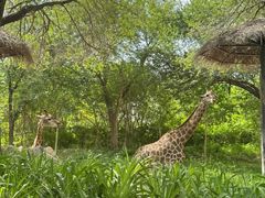 -北京野生动物园