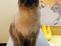 -滚猫咖啡·猫咖·猫友好撸猫(未来城店)