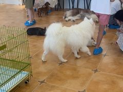 -Let's go狗咖·猫咖·奶狗·桌游(春熙路IFS店)