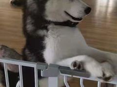 -Husky Go! 哈士奇体验馆·宠物咖啡厅狗咖