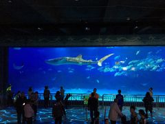 -烟台海昌鲸鲨海洋公园