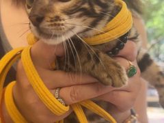 -瑞派康怡24h宠物医院·犬猫医疗中心·微创绝育(瑞景分院)