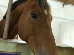 -松声马术俱乐部