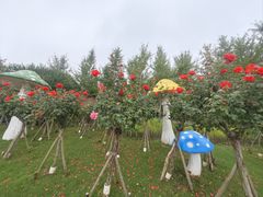 -荷兰花海