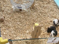 -怪兽屋·羊驼·猫咖·狗咖(俊华广场店)