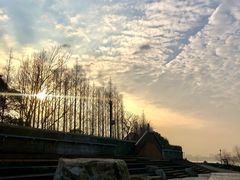 -上海滨江森林公园
