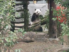 -成都动物园
