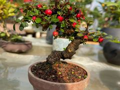 -三圣花乡旅游区