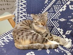 -平行世界·猫咖(首经贸店)