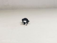 -北京京卫宠物寄养训练中心