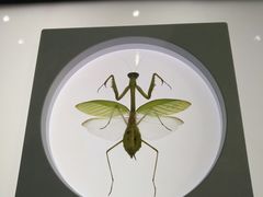 -上海昆虫博物馆
