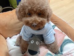 -樱桃家的宠物店(君安花园店)