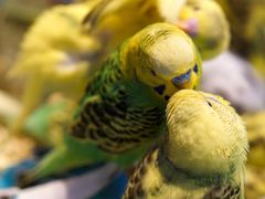 -青石桥花鸟鱼虫市场(叠翠城店)