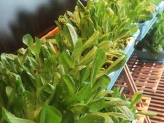 种植时蔬-真爱中国餐馆·年华店(朱雀大街店)