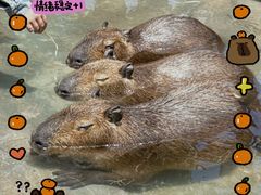 -上海野生动物园