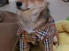 -逗柴咖啡屋·狗咖猫咖宠物桌游