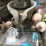 听店里小哥说要给它椰子肉吃，它才会跑出来，好吧