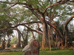 -瑞丽独树成林风景区