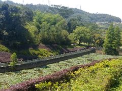 -中山市树木园