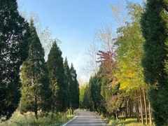 -合肥滨湖国家森林公园