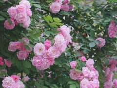 -颐和路民国时期公馆风貌区