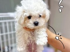 -翊宠yipet猫狗购宠庄园