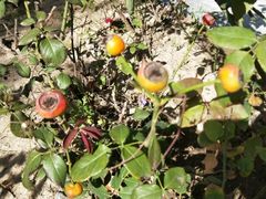 -武清南湖绿博园