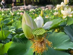 -莲花池公园