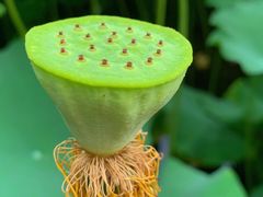 -陈家山荷花公园