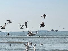 -青岛海滨风景区