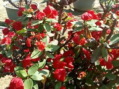 -松山湖梦幻百花洲