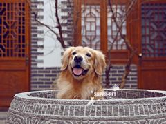 -超宠爱宠物摄影-Super pet