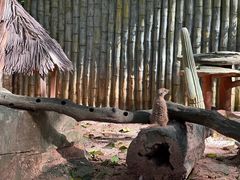 -深圳野生动物园