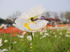 -厦门园林博览苑