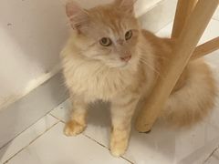 -楼上猫咖(罗湖店)