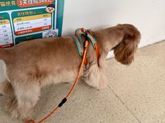 -萌兽医馆·宠物医院·猫骨科(创景店)