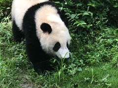 景点-成都大熊猫繁育研究基地