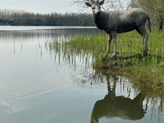 -溱湖国家湿地公园