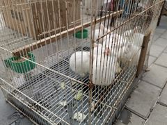 -江阴花鸟市场