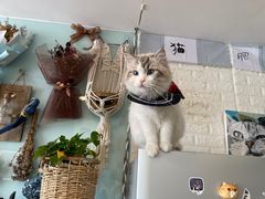 -平行世界·猫咖(首经贸店)