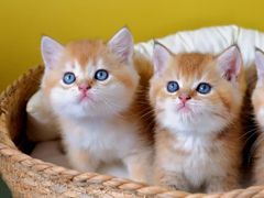 -翊宠yipet猫狗购宠庄园犬舍•猫舍