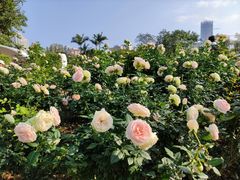 -人民公园(罗湖区)