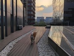 -百好乐宠物友好餐厅(朝外大街店)