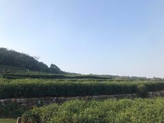 -中国茶叶博物馆(双峰馆区)